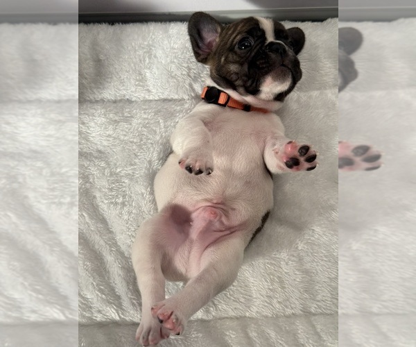 Medium Photo #3 French Bulldog Puppy For Sale in OLYMPIA, WA, USA