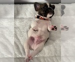 Small Photo #9 French Bulldog Puppy For Sale in OLYMPIA, WA, USA