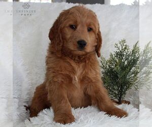 Goldendoodle-Poodle (Miniature) Mix Puppy for sale in GORDONVILLE, PA, USA