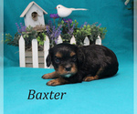 Small Photo #7 Cavalier King Charles Spaniel Puppy For Sale in CHANUTE, KS, USA