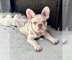 French Bulldog Puppy for sale in PHILADELPHIA, PA, USA