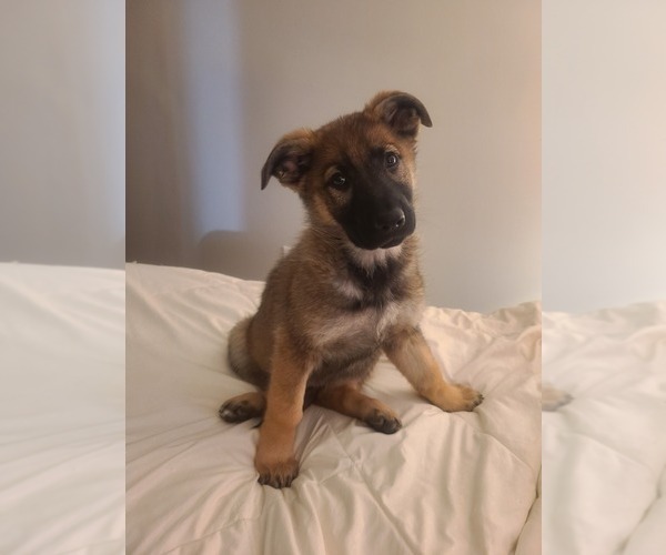 Medium Photo #3 German Shepherd Dog Puppy For Sale in MONTREAL, MO, USA