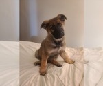 Small #2 German Shepherd Dog