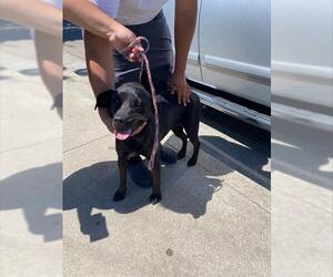 Labrador Retriever Dogs for adoption in Stockton, CA, USA
