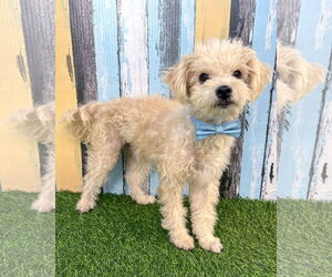 Miniature Schnauzer-Unknown Mix Dogs for adoption in Corona, CA, USA