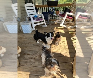 Father of the Pembroke Welsh Corgi puppies born on 04/26/2026