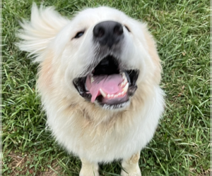 Great Pyrenees Dogs for adoption in Unionville, PA, USA