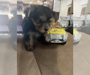 Yorkshire Terrier Puppy for sale in RESEDA, CA, USA