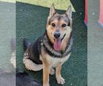 Small #8 German Shepherd Dog Mix