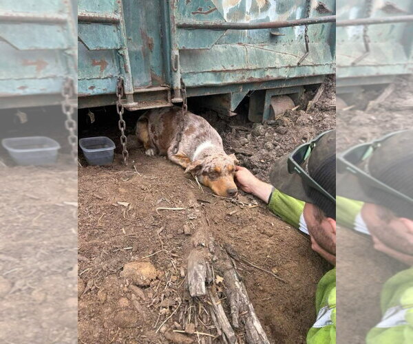 Medium Photo #2 Border-Aussie Puppy For Sale in Lake Forest, CA, USA