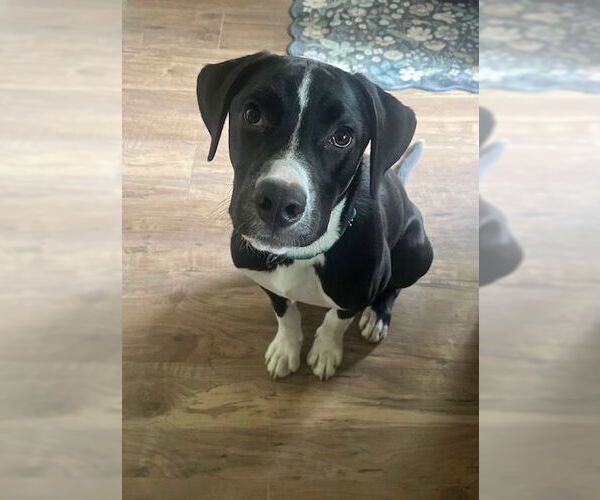Medium Photo #4 American Staffordshire Terrier-Unknown Mix Puppy For Sale in Princeton, MN, USA