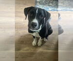 Small #3 American Staffordshire Terrier Mix