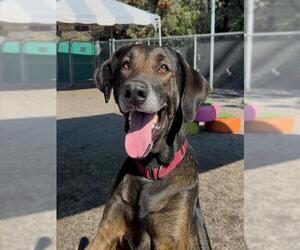 Redbone Coonhound-Unknown Mix Dogs for adoption in Long Beach, CA, USA