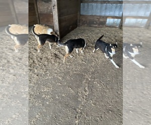 Collie Puppy for sale in CAMP MCCOY, WI, USA