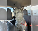 Small Siberian Husky