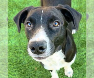 Mutt Dogs for adoption in Canton, CT, USA