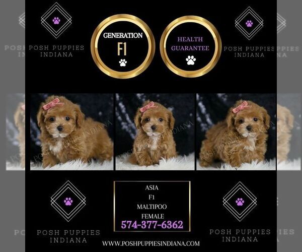 Medium Photo #2 Maltipoo Puppy For Sale in WARSAW, IN, USA