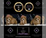 Small #1 Maltipoo