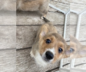 Pembroke Welsh Corgi Puppy for sale in OAKLEY, CA, USA