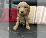 Small Photo #11 Goldendoodle Puppy For Sale in CEDAR HILL, TX, USA