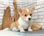Small Photo #2 Pembroke Welsh Corgi Puppy For Sale in HOUSTON, TX, USA