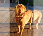 Small #1 Mutt
