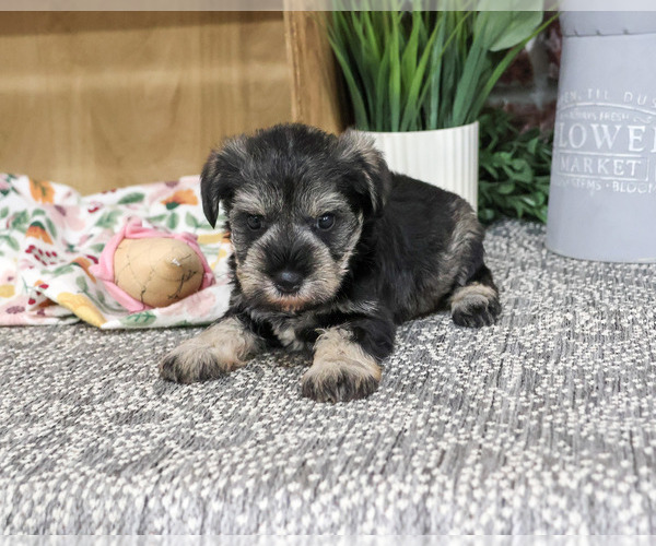 Medium Photo #3 Schnauzer (Miniature) Puppy For Sale in SYRACUSE, IN, USA