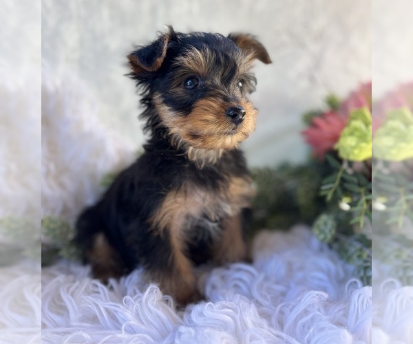 Medium Photo #2 Yorkshire Terrier Puppy For Sale in ROCK STREAM, NY, USA