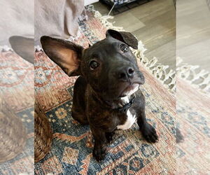 Medium French Bulldog-Staffordshire Bull Terrier Mix