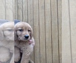 Small Photo #2 Golden Retriever Puppy For Sale in SPENCER, TN, USA