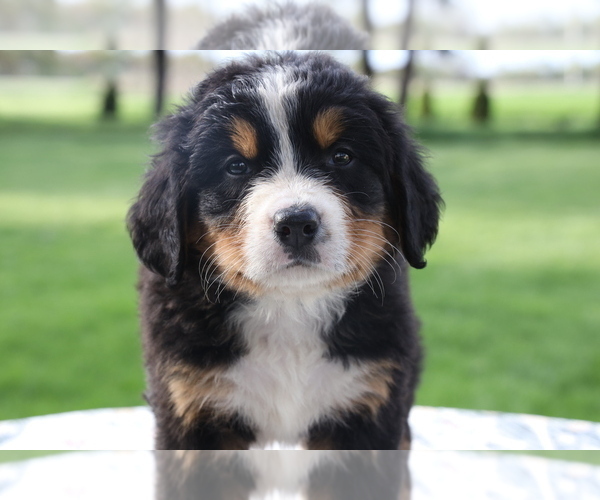 Medium Photo #1 Bernese Mountain Dog Puppy For Sale in BOSWELL, IN, USA