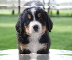 Small Photo #1 Bernese Mountain Dog Puppy For Sale in BOSWELL, IN, USA