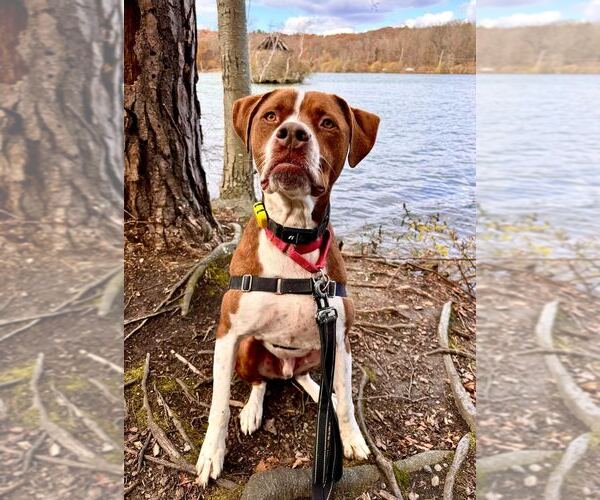 Medium Photo #2 Boxador Puppy For Sale in Elmsford, NY, USA