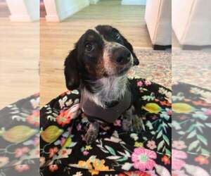 Dachshund-Unknown Mix Dogs for adoption in Brewster, NY, USA