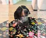 Small Dachshund Mix