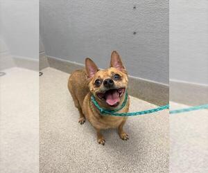 Chihuahua-Unknown Mix Dogs for adoption in Las Vegas, NV, USA