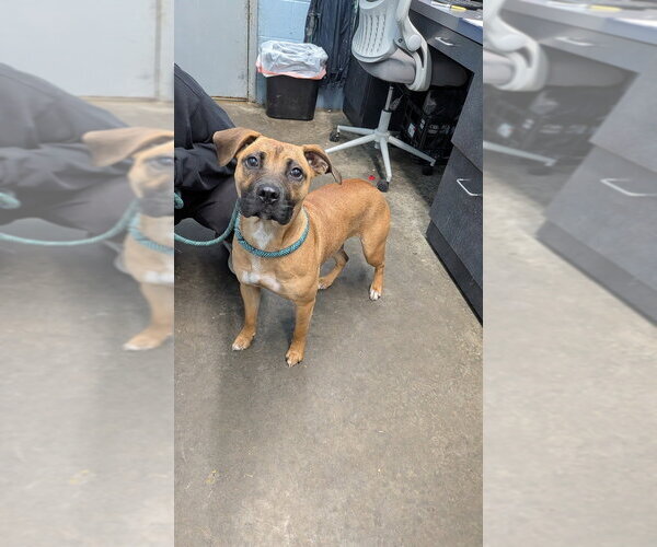 Medium Photo #1 Boxer Puppy For Sale in Evansville, IN, USA