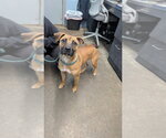 Precious - Female Boxer Dog for Adoption - Small photo