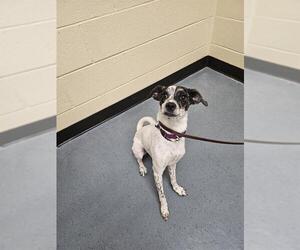 Mutt Dogs for adoption in Denver, CO, USA