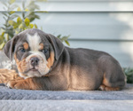 Puppy Rune Beabull