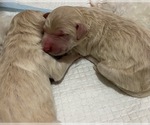 Small Photo #7 Goldendoodle Puppy For Sale in MORENO VALLEY, CA, USA
