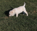 Small Photo #3 Labrador Retriever Puppy For Sale in CUTLER, OH, USA