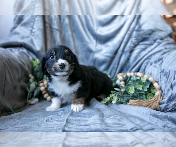 Medium Photo #4 Dachshund-Siberian Husky Mix Puppy For Sale in ELIZABETHTOWN, PA, USA