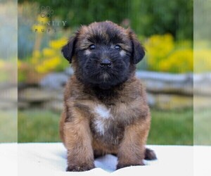 Soft Coated Wheaten Terrier Puppy for sale in LITITZ, PA, USA