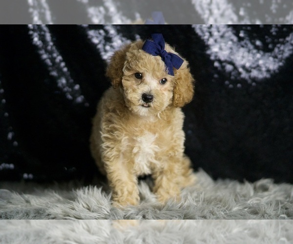 Medium Photo #3 Maltipoo Puppy For Sale in WARSAW, IN, USA