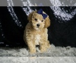 Small #2 Maltipoo