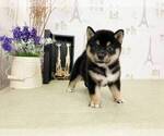 Small Photo #4 Shiba Inu Puppy For Sale in CHICAGO, IL, USA