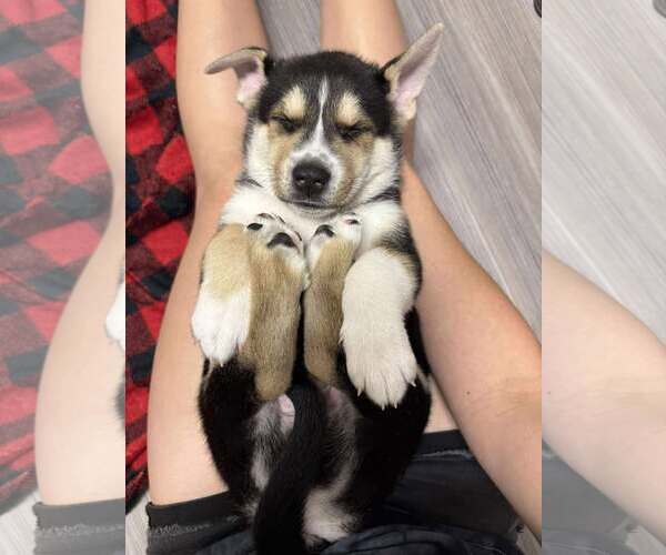 Medium Photo #2 Siberian Husky-Unknown Mix Puppy For Sale in Gretna, NE, USA