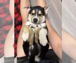 Small #1 Siberian Husky Mix