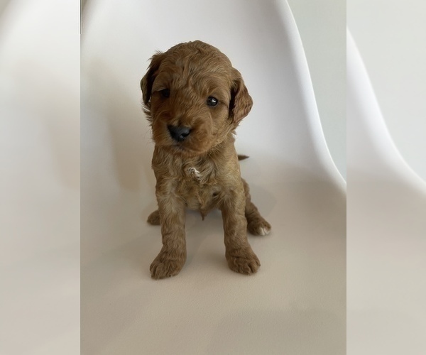 Medium Photo #3 Goldendoodle (Miniature) Puppy For Sale in JENKS, OK, USA